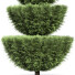 Drzewa Pruned Cedar - Pandora-land