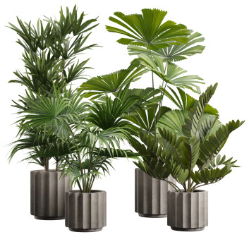 Plantas en macetas  Paquete de interior 66 Modelo 3D