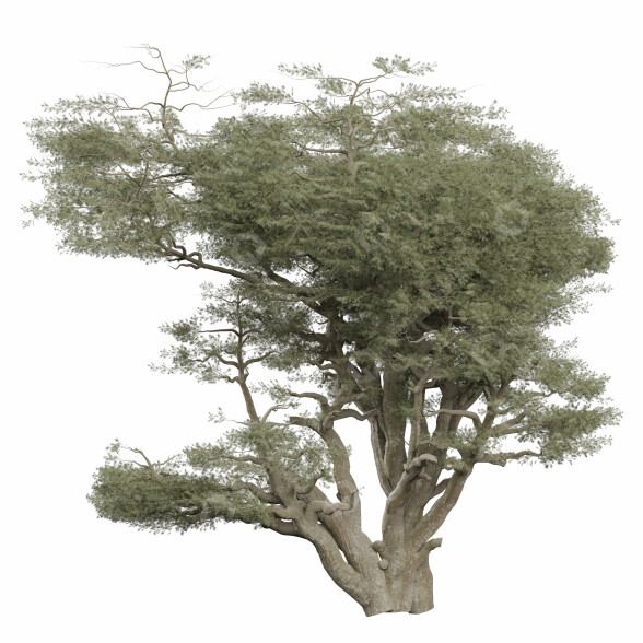Drzewo Vol 15 model 3D
