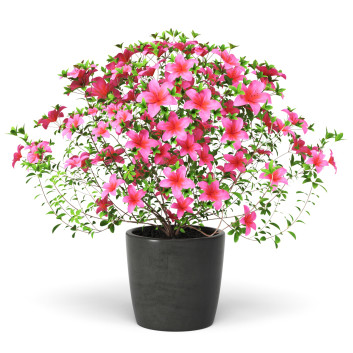 Arbusto  Azalea Modelo 3D