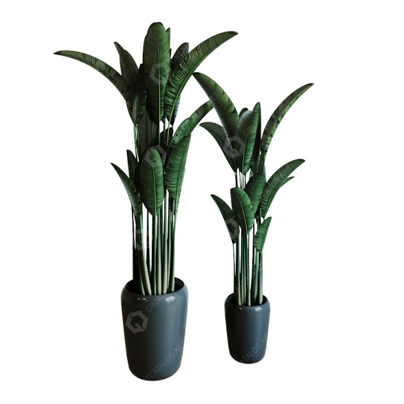 Rośliny doniczkowe Banana model 3D