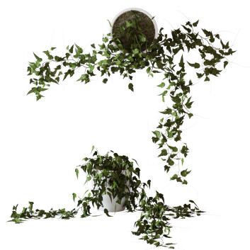 Plante  Lierre merveilleux Modèle 3D