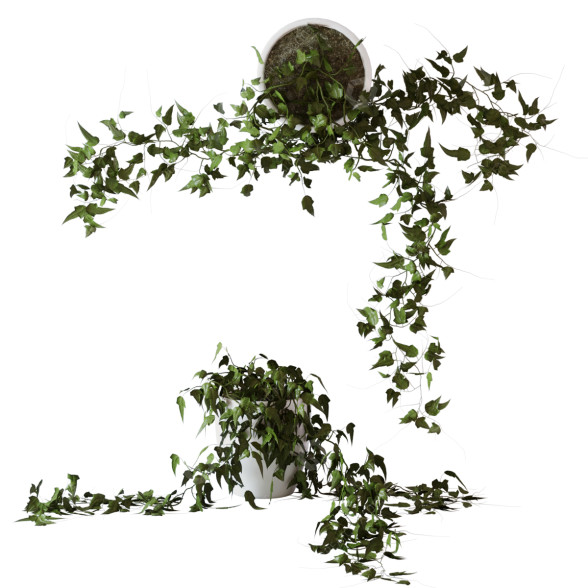 Pflanze Wunder-Efeu 3D-Modell