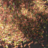 Baum Herbst - shayan sharify