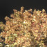 Arbre Automne 002 - shayan sharify
