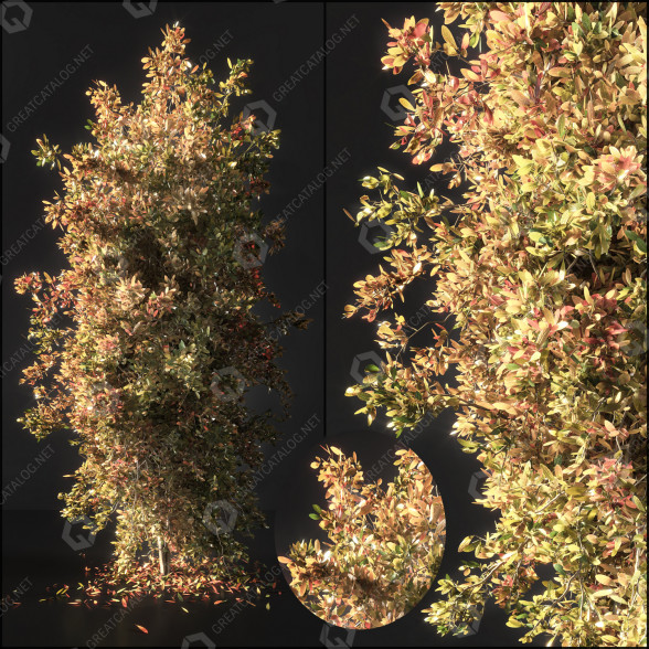 Arbre Automne 002 modèle 3D