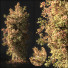 Arbre Automne 002 - shayan sharify