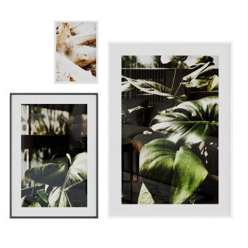 Bilder Monstera Plant and Wood