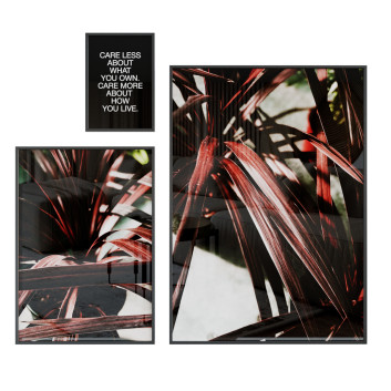 Bilder  Christmas Red Dracena 3D-Modell