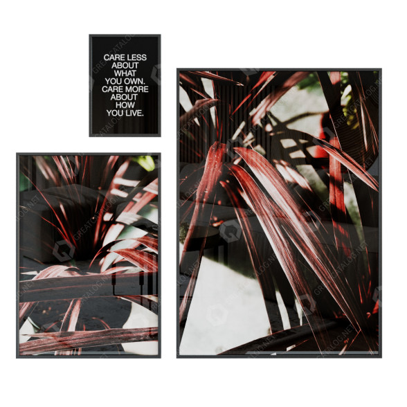 Bilder Christmas Red Dracena 3D-Modell