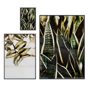 Bilder  Sansevieria 3D-Modell