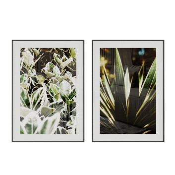 Bilder  Yucca Plant 3D-Modell