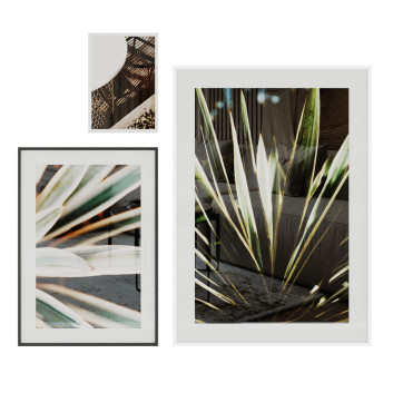 Bilder  Yucca 3D-Modell