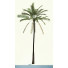 Drzewo palmowe Coconut - archhome3d2017