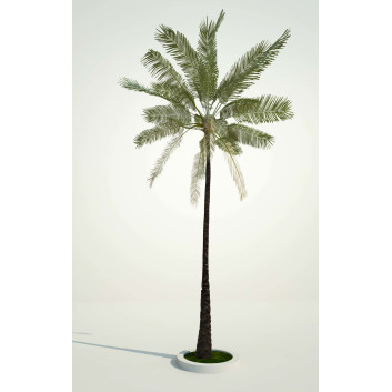 Palme Kokosnuss