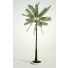 Drzewo palmowe Coconut - archhome3d2017