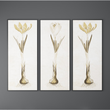 Pictures  Edward Lawrence Crocus Collection 3D model