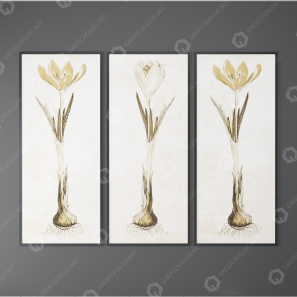 Pictures Edward Lawrence Crocus Collection 3D model